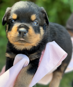 4 weeks old Rottweiler puppy pink