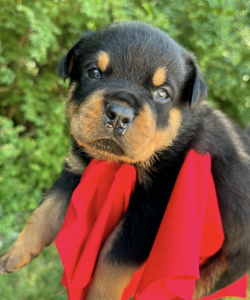 4 weeks old Rottweiler puppy red