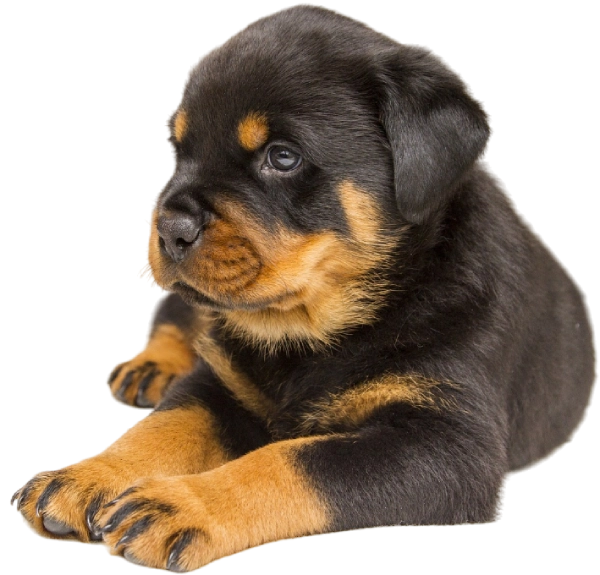 A black and tan Rottweiler puppy