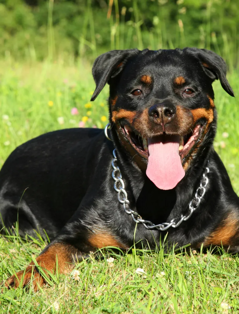 A black Rottweiler dog laying on the grass