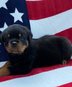 7 weeks old Rottweiler puppy green