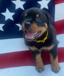 7 weeks old Rottweiler puppy yellow