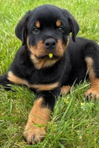 A Rottweiler puppy with black and tan fur lies on a lush green lawn, holding a yellow flower gently in its mouth.