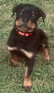 A young Rottweiler puppy with a black and tan coat sits on green grass, wearing a red collar.