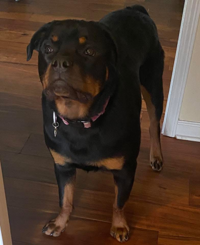A Rottweiler standing indoors on a wooden floor, looking forward