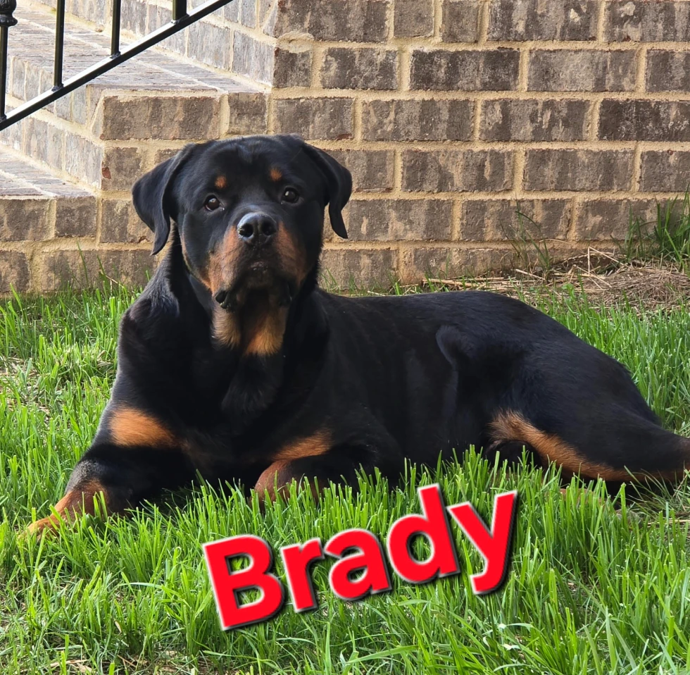 An adult Rottweiler lies on green grass in front of a brick wall with the name "Brady" written in red letters