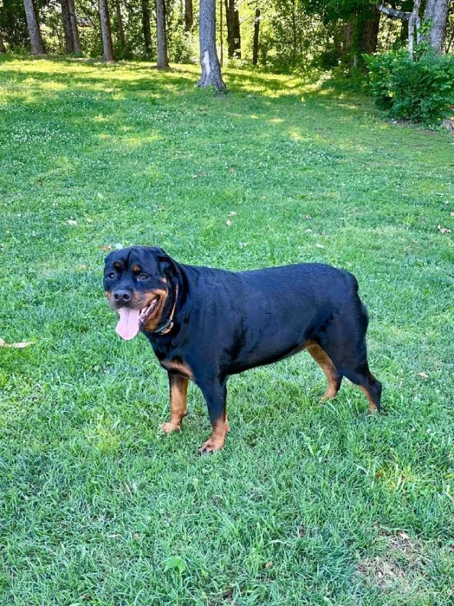 A Rottweiler standing outside on green grass with trees in the background, tongue out and panting