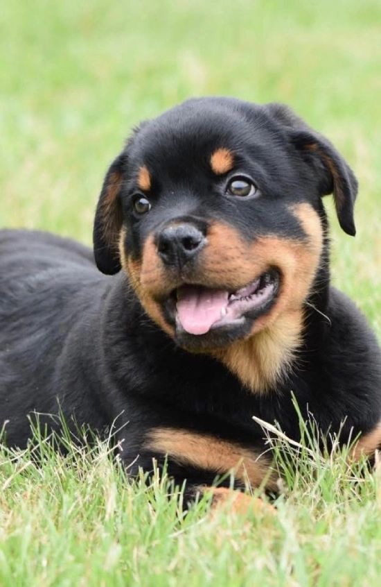 A Rottweiler puppy lying on grass, looking happy with tongue out