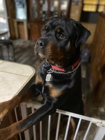 A Rottweiler stands on its hind legs, paws on a baby gate, looking alert indoors