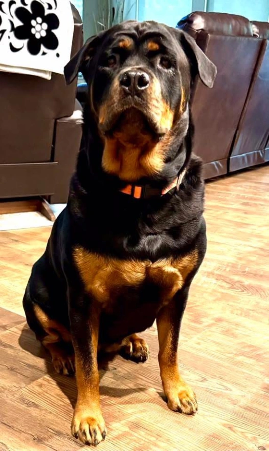 A Rottweiler sits on a wooden floor in a living room, facing the camera