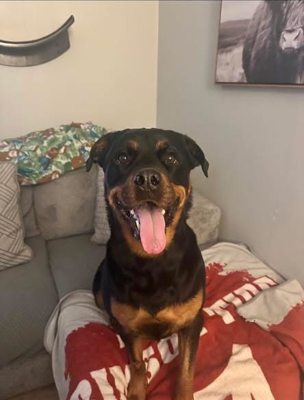 A happy Rottweiler sitting on a couch with its tongue out, indoors
