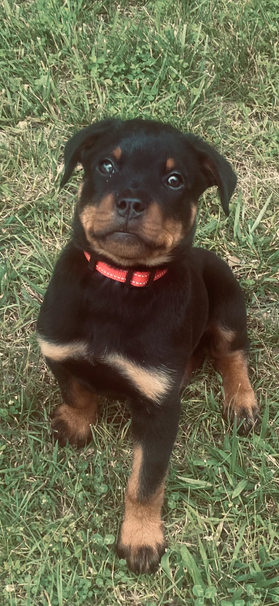 A Rottweiler puppy with a red collar sits on grass and looks up at the camera