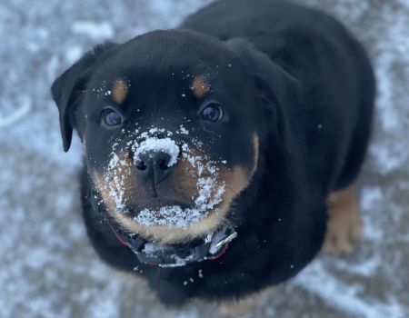 A Rottweiler puppy with snow on its nose sits outside on a snowy surface