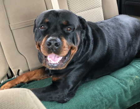 A Rottweiler lies on a green blanket in the back seat of a car, looking happy