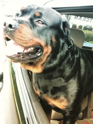 A Rottweiler looks out the window of a car, appearing happy and alert