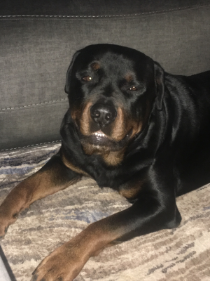 A Rottweiler reclines on a carpeted floor and looks at the camera with a relaxed expression