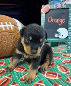 A black and tan Rottweiler puppy wearing an orange collar sits on a football-themed surface next to a green sign that says BOY and Orange.