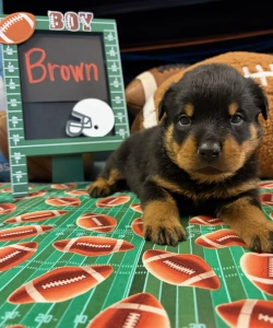 A black and tan Rottweiler puppy lies down with its paws extended on a football-patterned mat. A football-themed chalkboard behind it says BOY and Brown.