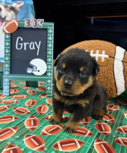 A black and tan Rottweiler puppy stands alert on a football-patterned surface. A football-themed chalkboard in the background says BOY and Gray.