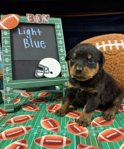 A black and tan Rottweiler puppy with a light blue collar sits facing forward on a green football-themed mat. A small chalkboard in the background says BOY and Light Blue.