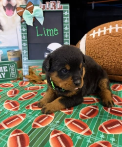A black and tan Rottweiler puppy wearing a lime green collar sits on a football-patterned surface. Behind the puppy is a football-themed chalkboard that says GIRL and Lime with a mint green bow attached.
