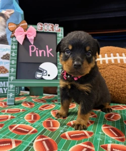 A black and tan Rottweiler puppy wearing a pink collar stands on a green football-patterned background. A green sign beside it reads GIRL and Pink, decorated with a pink bow.