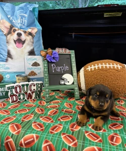 A black and tan Rottweiler puppy wearing a purple collar sits on a football-themed surface. A sign next to the puppy reads GIRL and Purple with a purple bow attached.