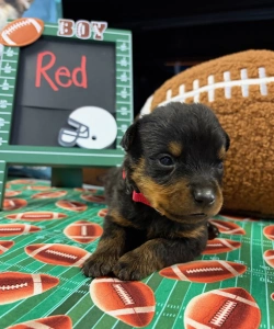 A close-up of a black and tan Rottweiler puppy wearing a red collar, lying on football-patterned fabric. A green sign in the background reads BOY and Red.