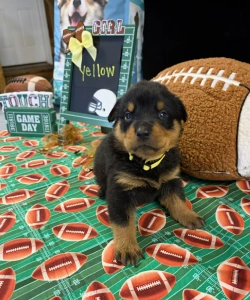 A black and tan Rottweiler puppy wearing a yellow collar sits on a green surface patterned with footballs. A green sign next to the puppy reads GIRL and Yellow, accented with a yellow bow.